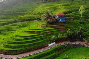 Artikel kali ini membahas mengenai tips dan car untuk meningkatkan skala teknologi digital di desa untuk kemakmuran pedesaan.